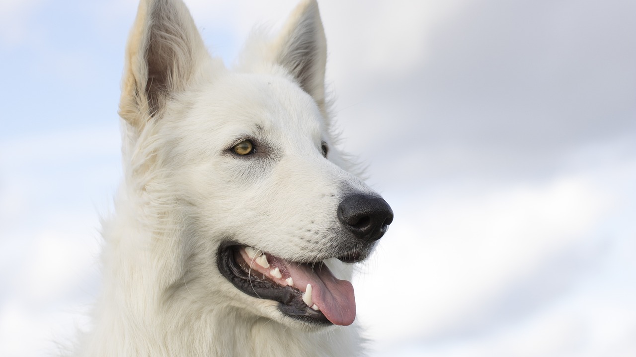 The Best Dog Breeds for Apartment Living